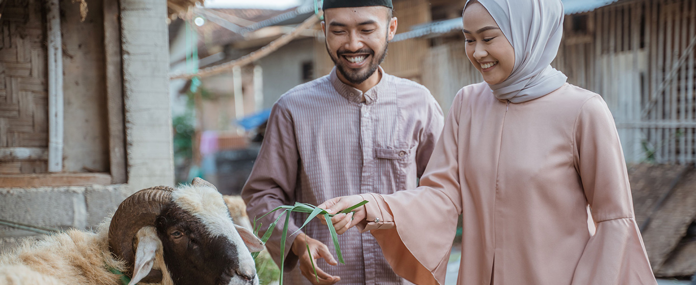pasangan muslim memberi makan kambing